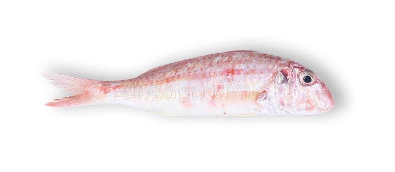 Fresh mullet in white background royalty free stock photo
