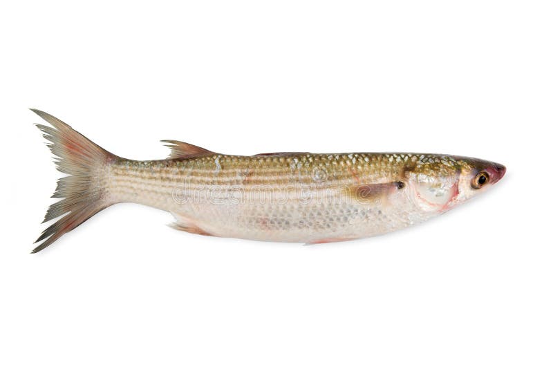 Fresh mullet in white background royalty free stock image