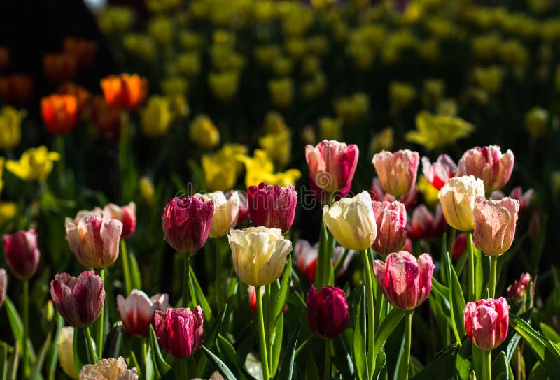Fresh multi color Tulips stock photo. Image of shining - 64556562
