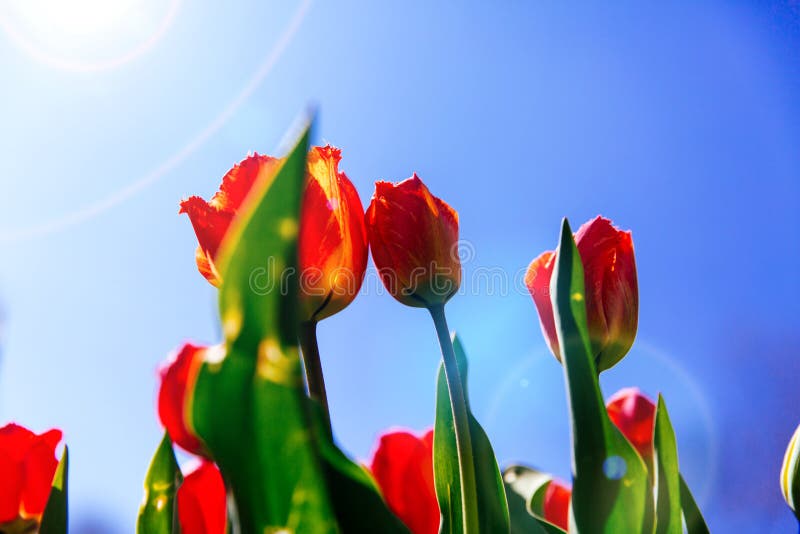 Fresh multicolor tulip flowers on the flowerbed against the background of green leaves and grass. Floral beauty of the. Spring season royalty free stock photos Fresh multicolor tulip flowers on the flowerbed against the background of green leaves and grass. Floral beauty of the. Spring season royalty free stock photos