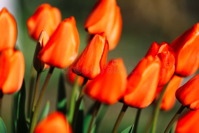 Fresh multicolor tulip flowers on the flowerbed against the background of green leaves and grass. Floral beauty of the. Spring season stock photos Fresh multicolor tulip flowers on the flowerbed against the background of green leaves and grass. Floral beauty of the. Spring season stock photos