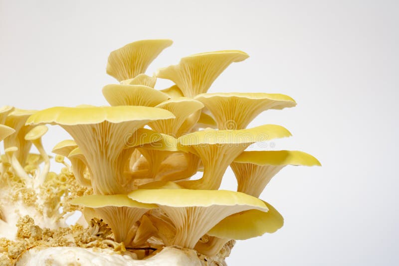 Fresh mushrooms lemon oyster mushroom for cooking vegetarian meals with a large amount of protein.