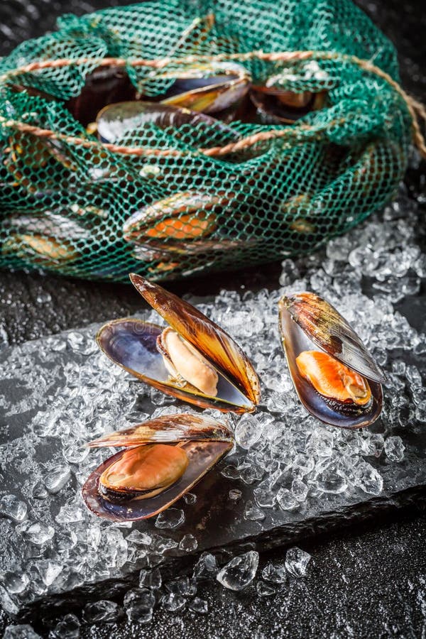 Fresh mussels on ice stock photo. Image of aphrodisiac 51513828