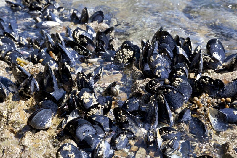 Fresh mussels growing on the rocks stock photo