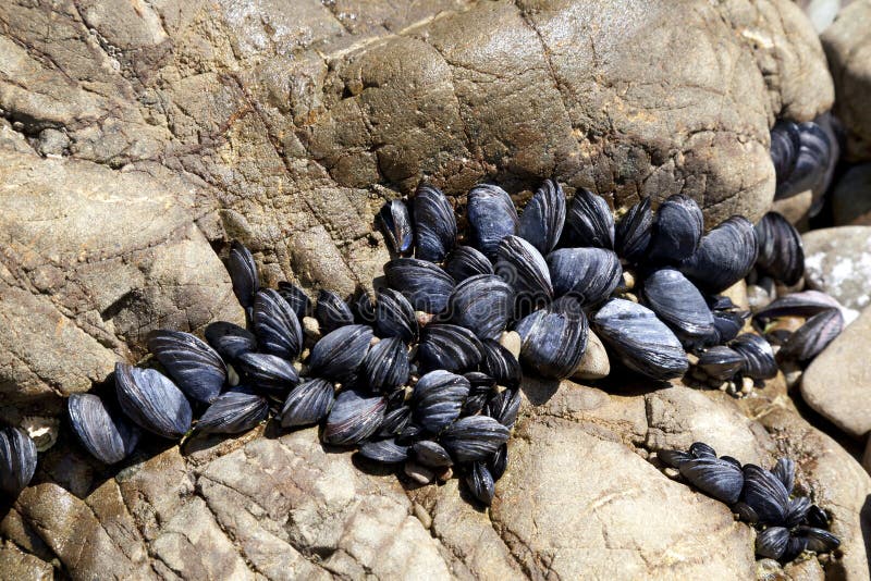 Fresh mussels growing on the rocks stock images