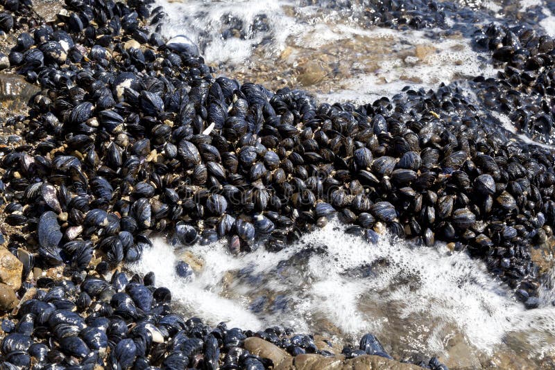 Fresh Mussels Growing on the Rocks Stock Photo Image of clams