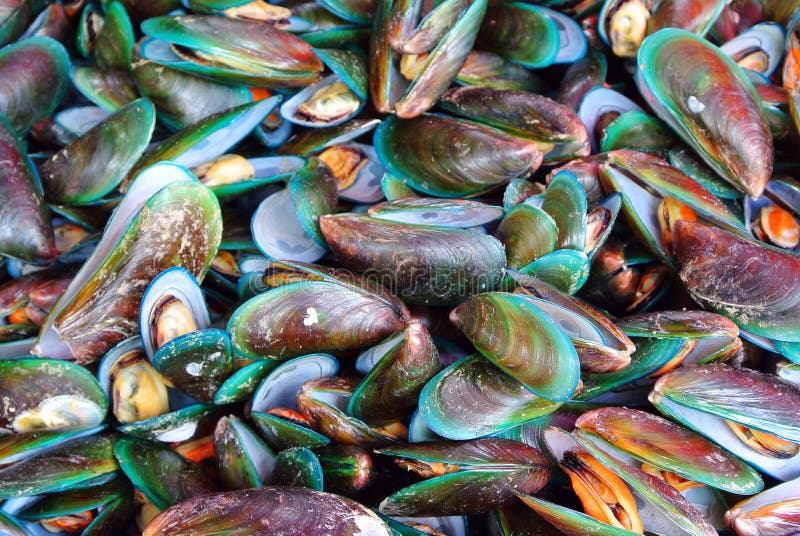 Fresh Mussels at the Market Stock Image Image of marine, background