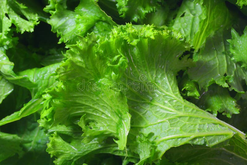 Fresh mustard greens stock photo. Image of food, natural - 2263792