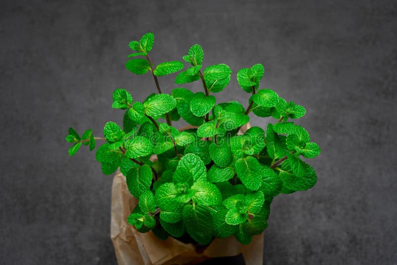 Fresh Natural Organic Mint Plant in the Pot Stock Image Image of