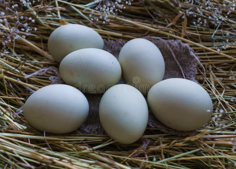 Fresh, Natural Rustic White Chicken Eggs on a Litter of Hay Stock Photo