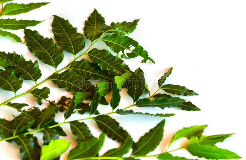 Fresh Neem Fruit on Tree with Leaf on Nature Background. a Leaves of