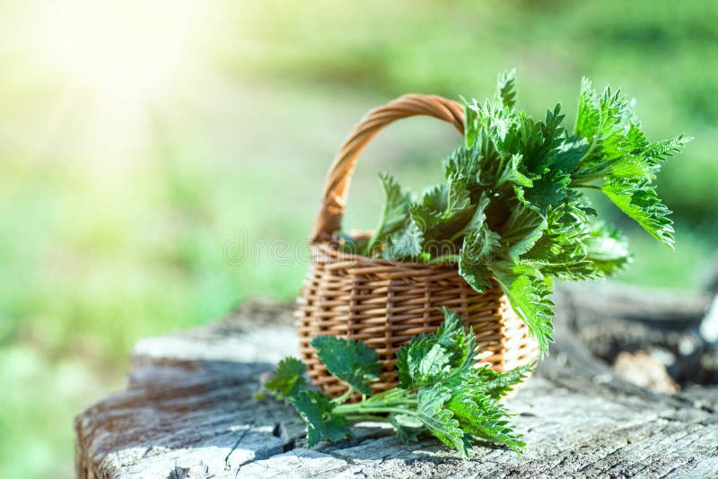 Fresh nettles on stump in woods. Basket with freshly harvested nettle plant. Urtica dioica, often called common nettle