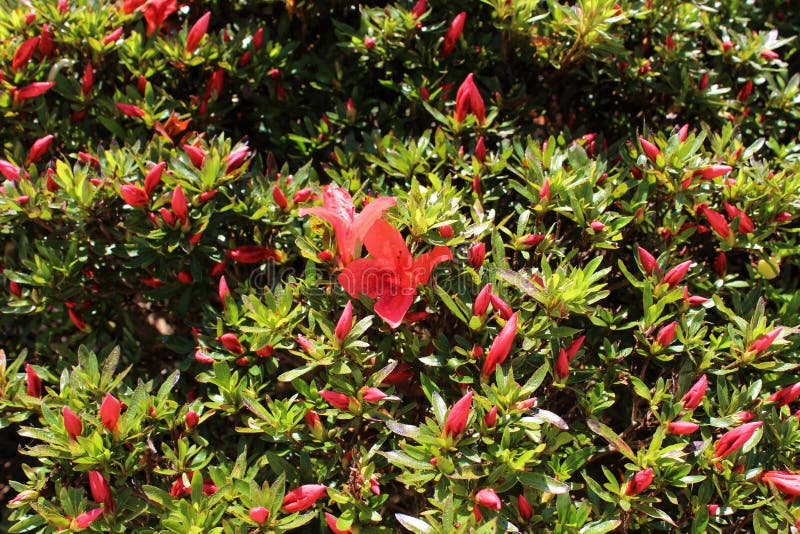 Bright orange colored azaleas ready to bloom royalty free stock image Bright orange colored azaleas ready to bloom royalty free stock image