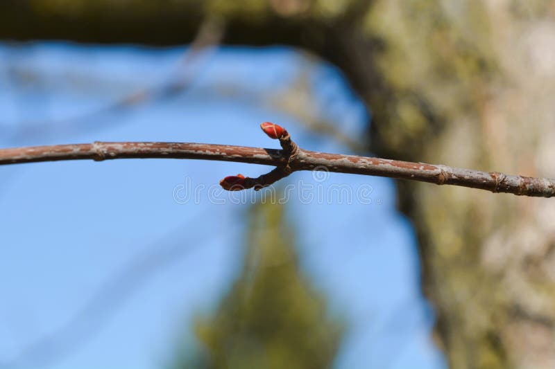 Fresh new maple buds on a maple tree means spring. stock images