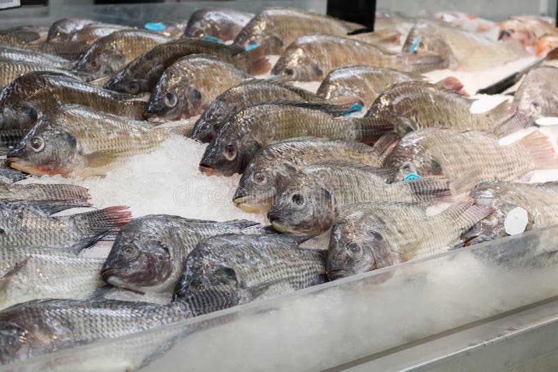Nile Tilapia Fish on Ice in the Market Stock Image Image of natural, health 140813909