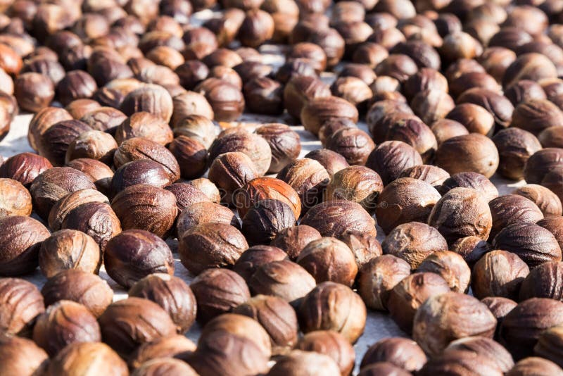 Fresh Nutmeg Mace Seed Being Dried Under the Sun Stock Photo Image of malaysia, fruit 94616696