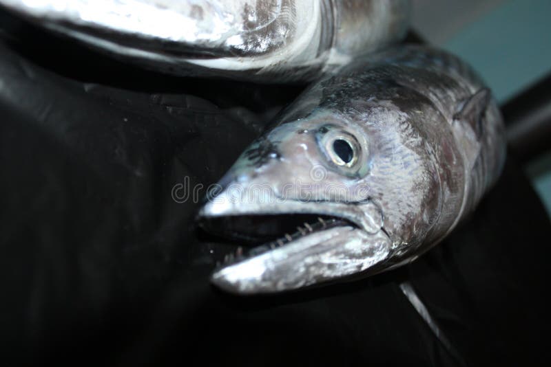 The fresh ocean fish . stock photo. Image of cuisine 265119634