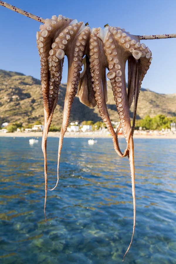 Octopus drying in the sun stock photography Octopus drying in the sun stock photography