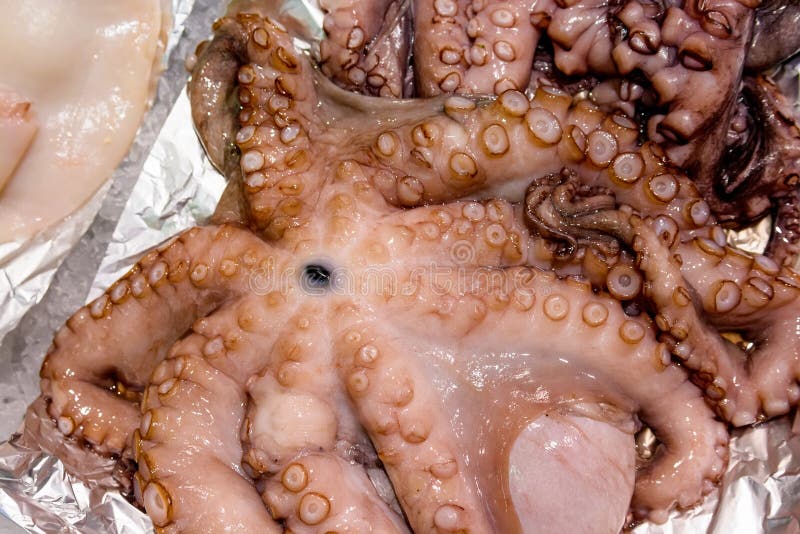 Pulpo cuantos corazones tiene