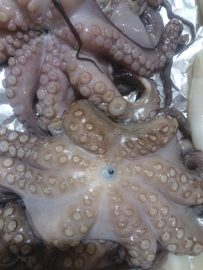 Fresh octopuses at the market stock images Fresh octopuses at the market stock images