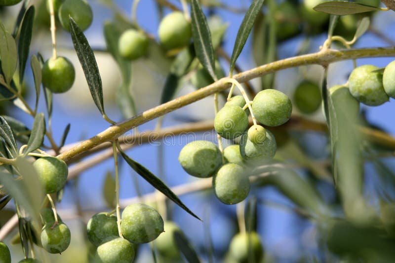 Fresh Olive Picture. Image 5294810