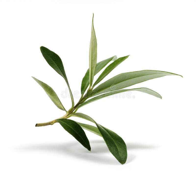 Fresh olive branch leaves