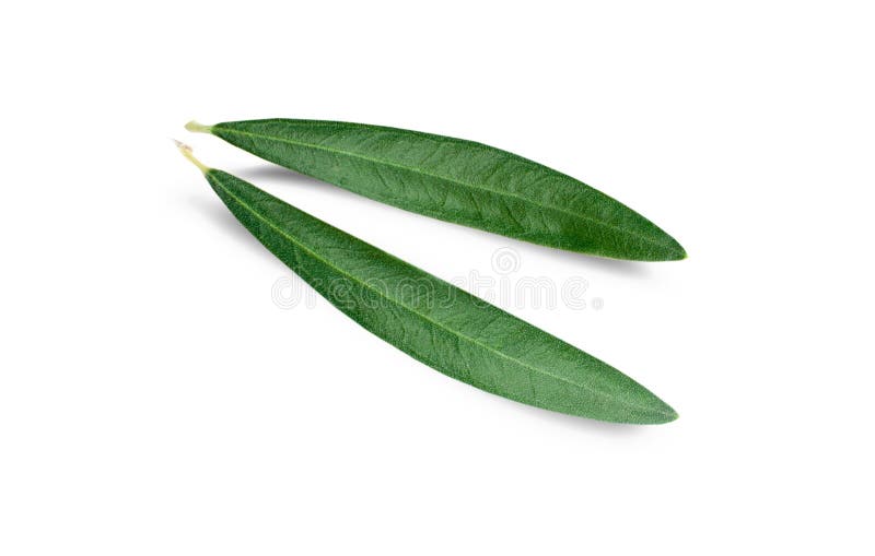 Fresh Olive Leaves Isolated on White Background Stock Photo Image of
