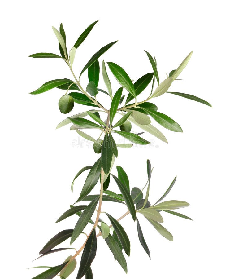 Fresh Olive Tree Branch with Olives Stock Image Image of fresh