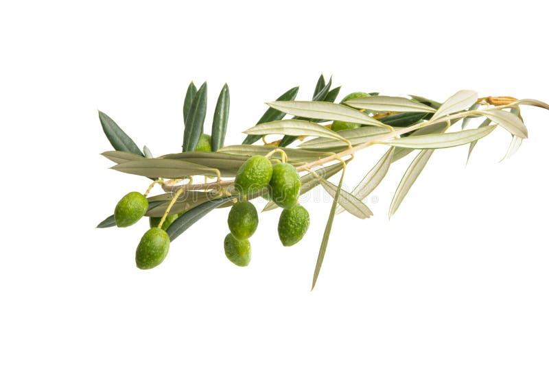 Fresh Olives with Leaves Isolated Stock Image Image of vegetable