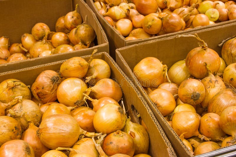 Fresh onion. Grocery store stock photo. Image of objects 50598208