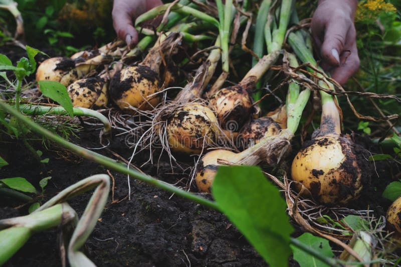 Fresh onion from the soil. Farmer picking vegetables, organic produce harvested from the garden