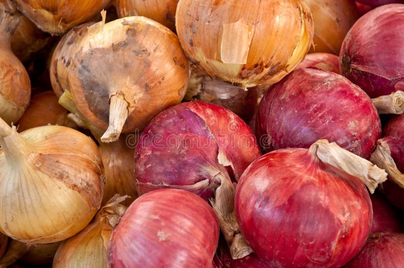 Fresh Onions stock photo. Image of food, garden, cooking 23104446
