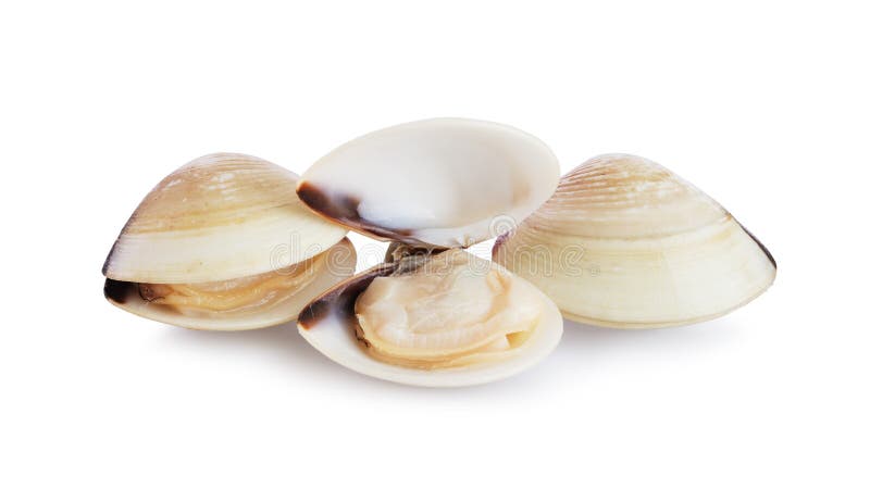 Three fresh opened and closed clams shell isolated on white background. Bivalve shell stock images, royalty-free photos and pictures