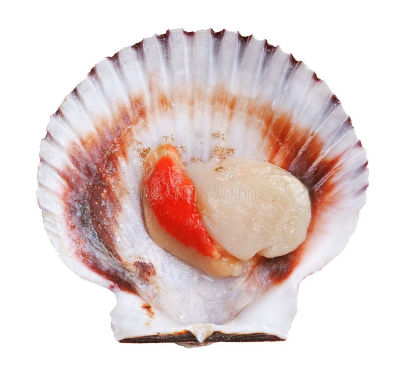 Fresh opened scallop shell isolated on white background. Bivalve shell stock images, royalty-free photos and pictures