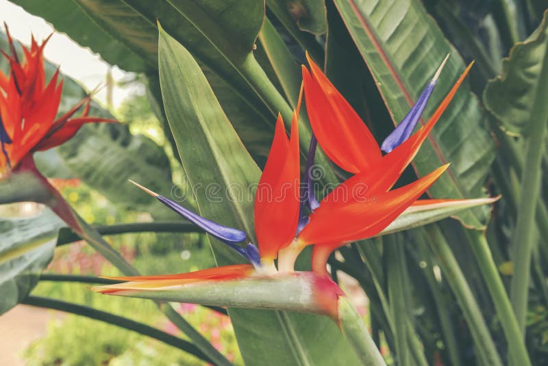 Fresh orange bird of paradise flower bunch in daytime in nature for passion, relaxation, travel, season, time, holiday, .