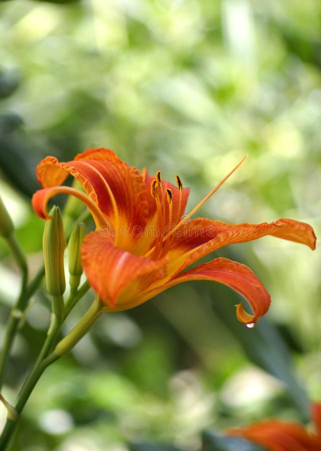 Fresh orange lily in nature. Shallow DOF