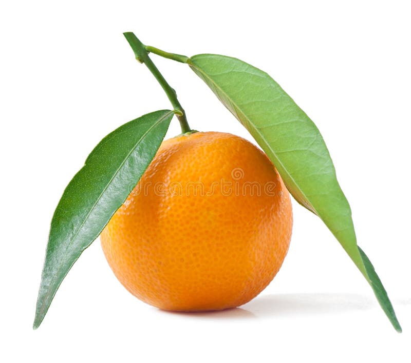 Fresh Orange Mandarin Fruit Stock Image Image Of Orange Citrus