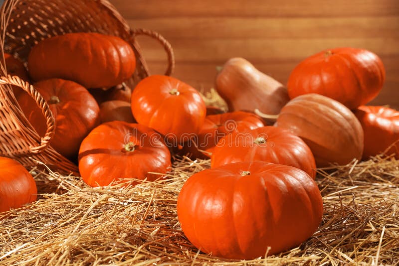 Fresh orange pumpkins and wicker basket on dry hay in barn royalty free stock photos