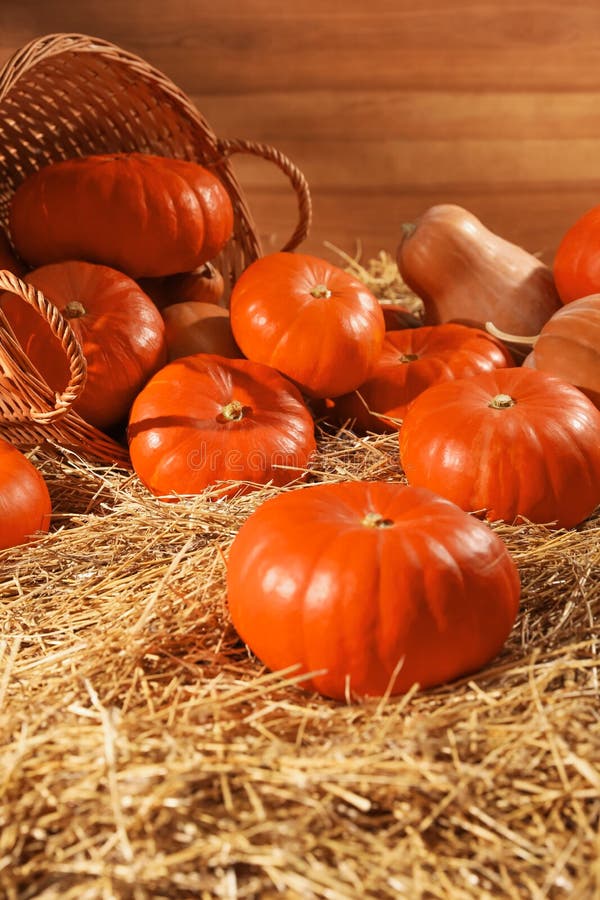 Fresh orange pumpkins and wicker basket on dry hay in barn stock photo