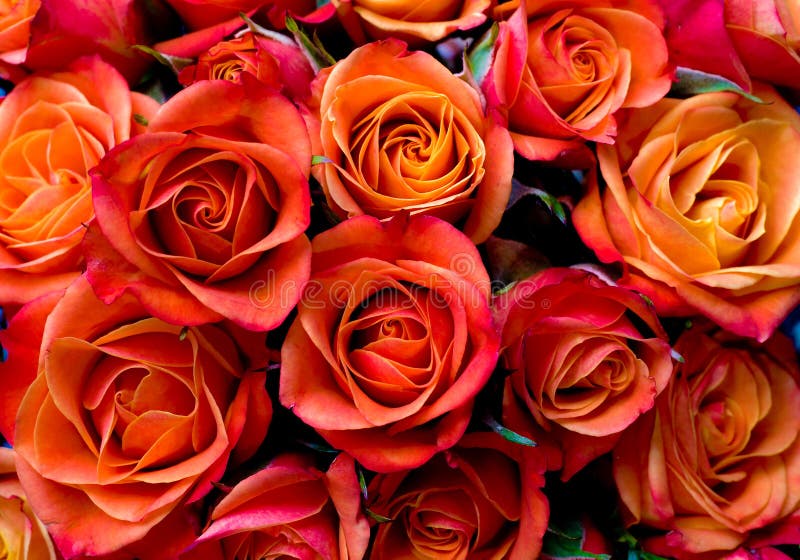 Hoa hồng đỏ cam tươi tắn như những giọt sương sớm, sẽ là sự lựa chọn hoàn hảo để lưu giữ những kỷ niệm đẹp trong cuộc sống.