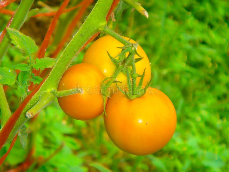 Fresh orange tomatoes stock photo. Image of food, bloom 61851542