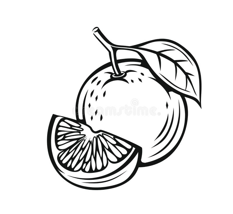 Fresh orange vector stock vector. Illustration of orange - 97803438