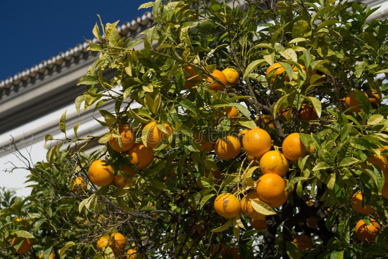 Fresh oranges on an orange tree in Algarve, southern Portugal.