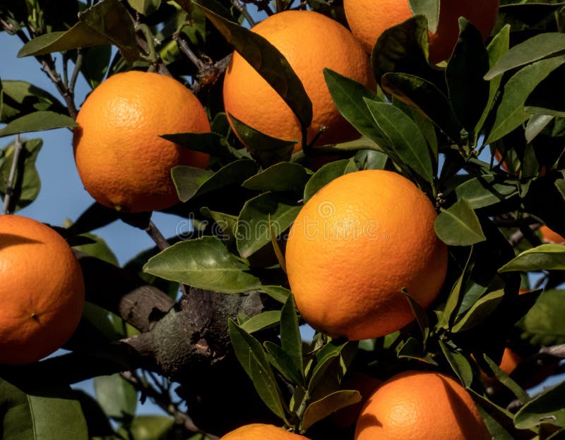 Branch of Orange Tree with Fruits on the Background of Blue Sky Stock
