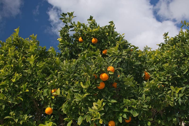 192 Mallorca Oranges Photos Free & RoyaltyFree Stock Photos from