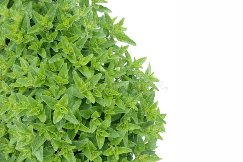 Fresh oregano stock photo. Image of green, detail, cook 14435024