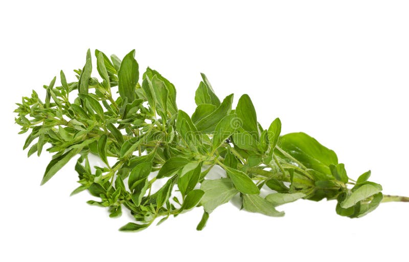 Oregano stock photo. Image of herb, plant, spice, aroma 7474702
