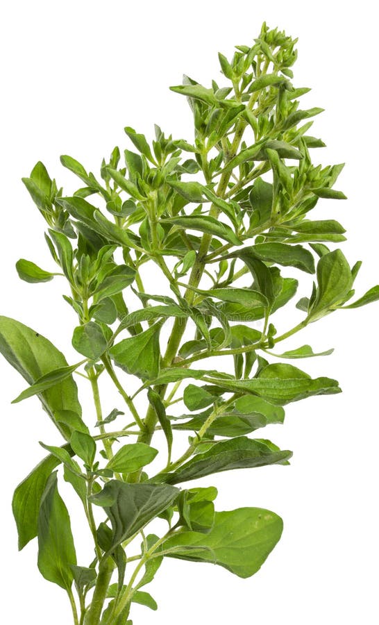 Fresh oregano stock photo. Image of closeup, seasoning 25580110