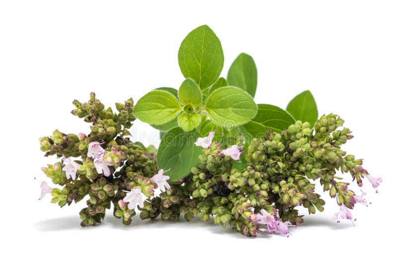 Fresh oregano stock image. Image of herbs, provence 161153827