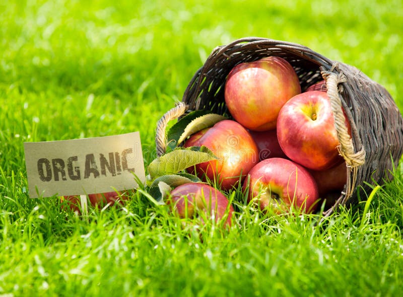 Fresh organic apples in a basket